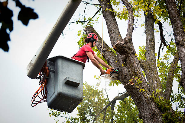 Best Tree Clearing Services  in Fairmont, MN